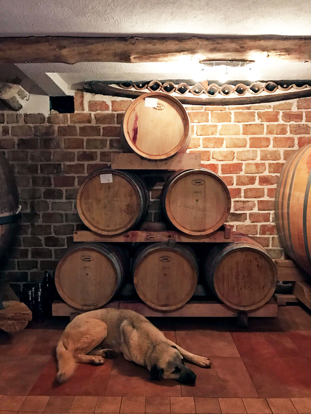 trusty dog protecting the wine barrels