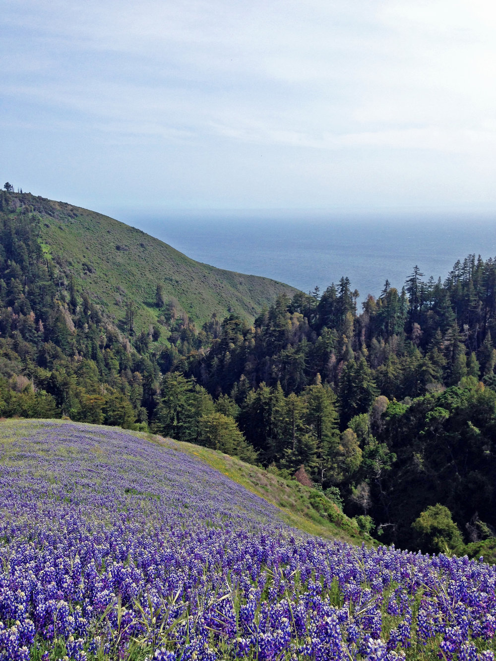 a field of lupin flowers with views of the pacific ocean in the distance