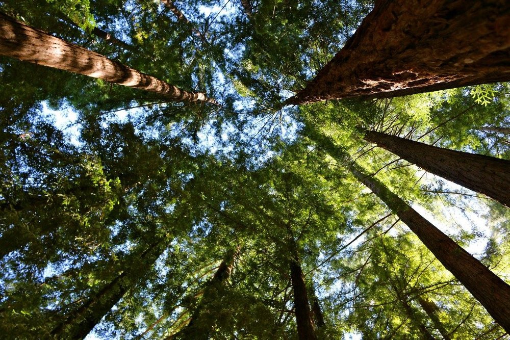Big Sur redwood forest