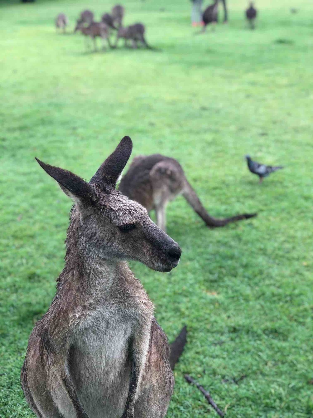 Kangaroo in Australia .jpg
