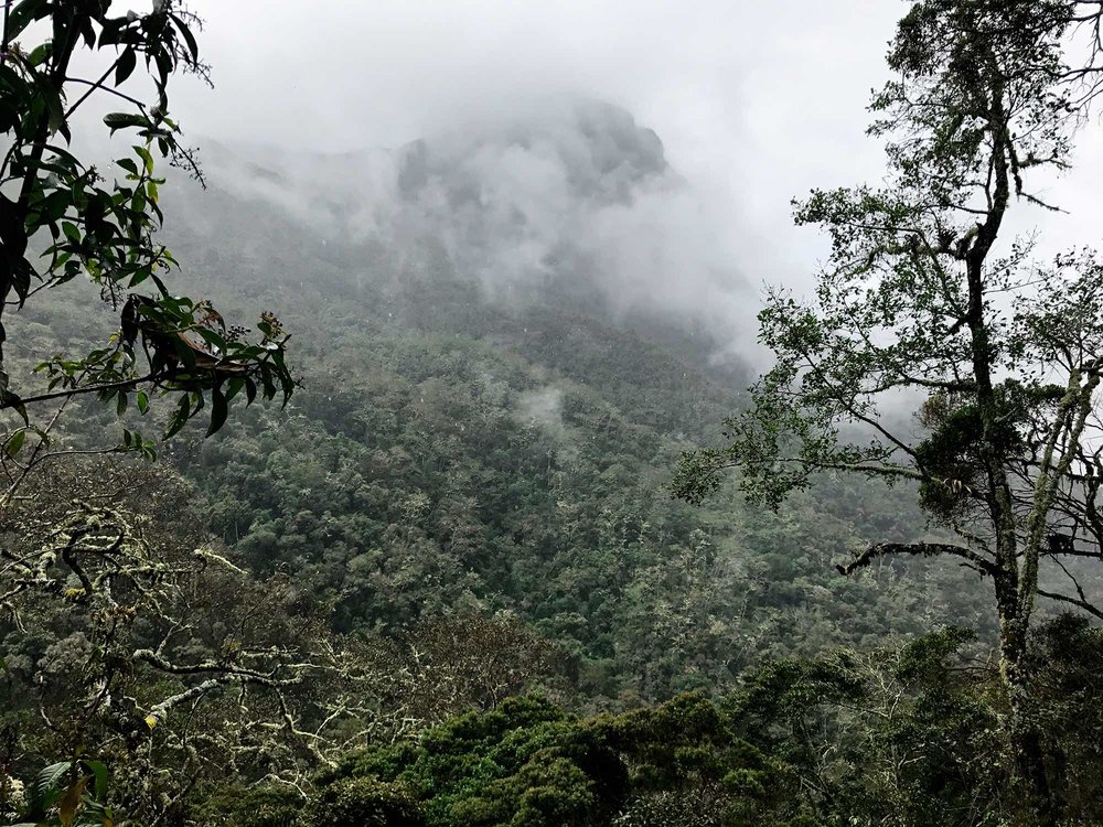 Cloud Forest | Hiking Cocora Valley, Colombia