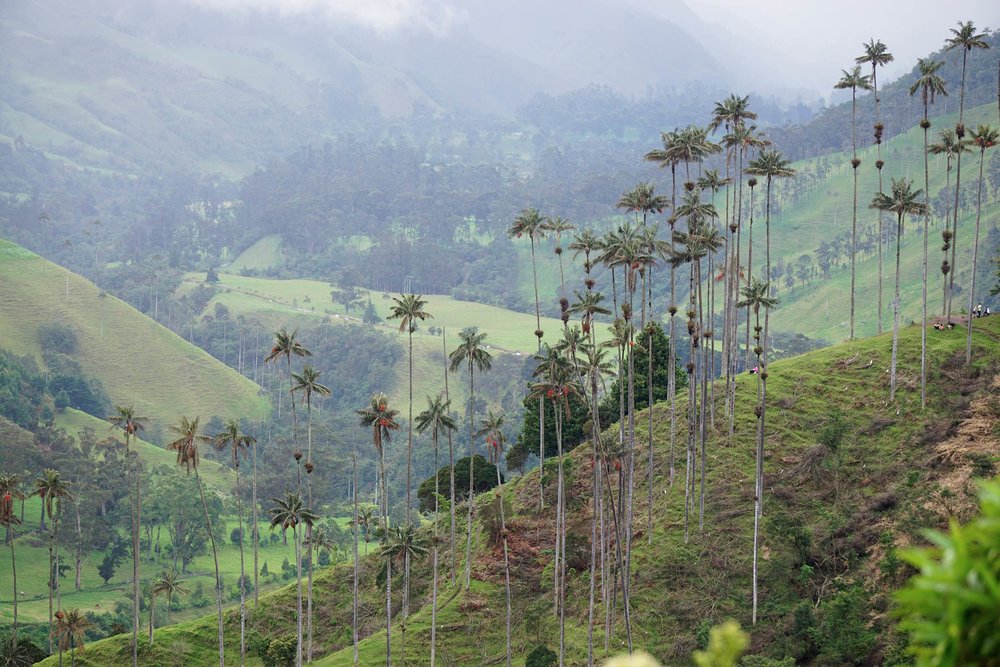 World's tallest palm trees while hiking Cocora Valley, Salento, Colombia