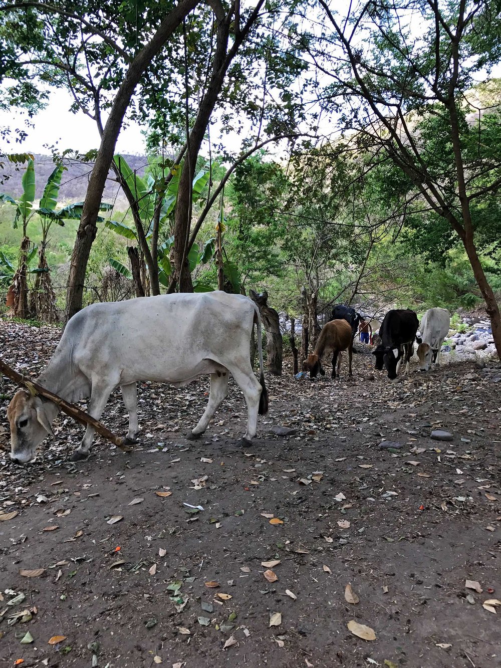 cattle while exploring Somoto Canyon Nicaragua