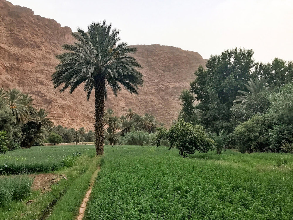 Todra Gorge Morocco lush field and palm trees | hiking Todra Gorge Morocco