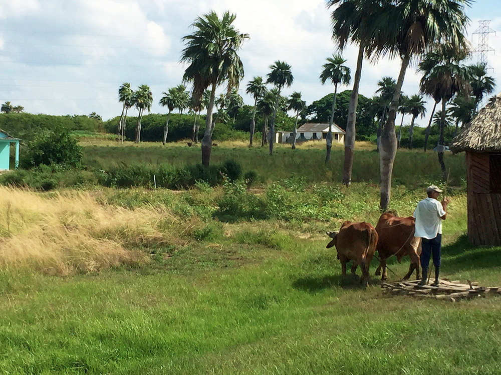 Vinales Cuba oxen travel.jpg