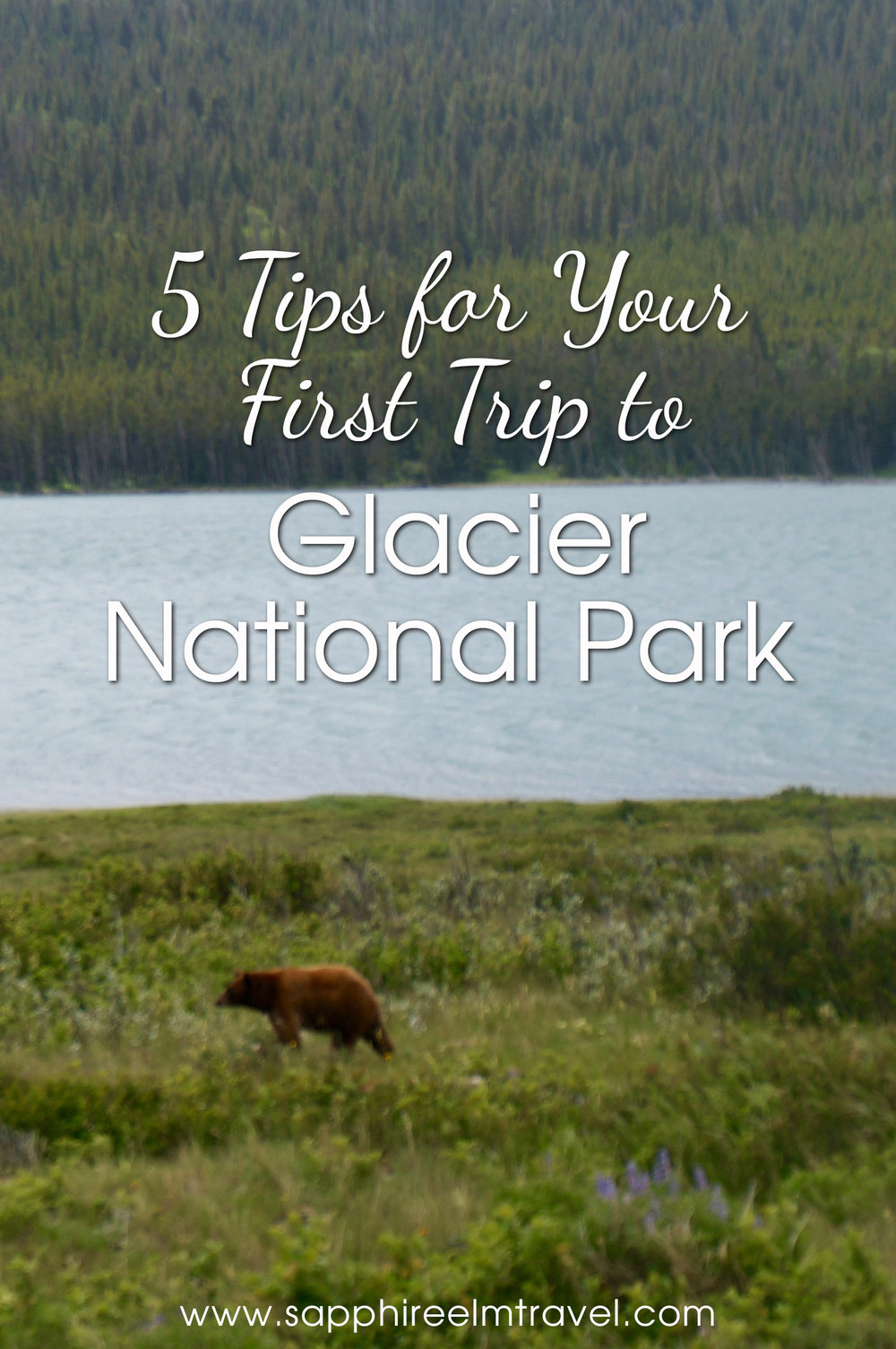 Glacier National Park tips bear
