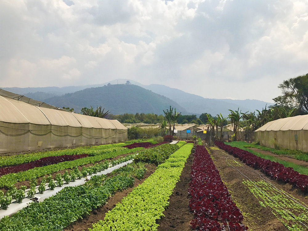 Caoba Farms in Antigua, Guatemala