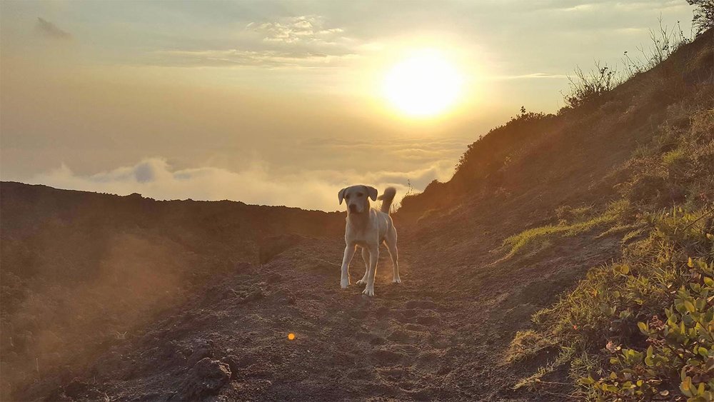 dog at sunset on Pacaya Volcano in Antigua, Guatemala