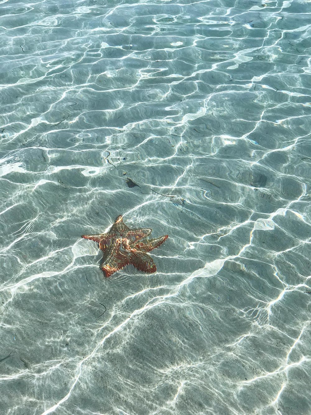 starfish on Playa Estrella, Isla Colon, Bocas del Toro
