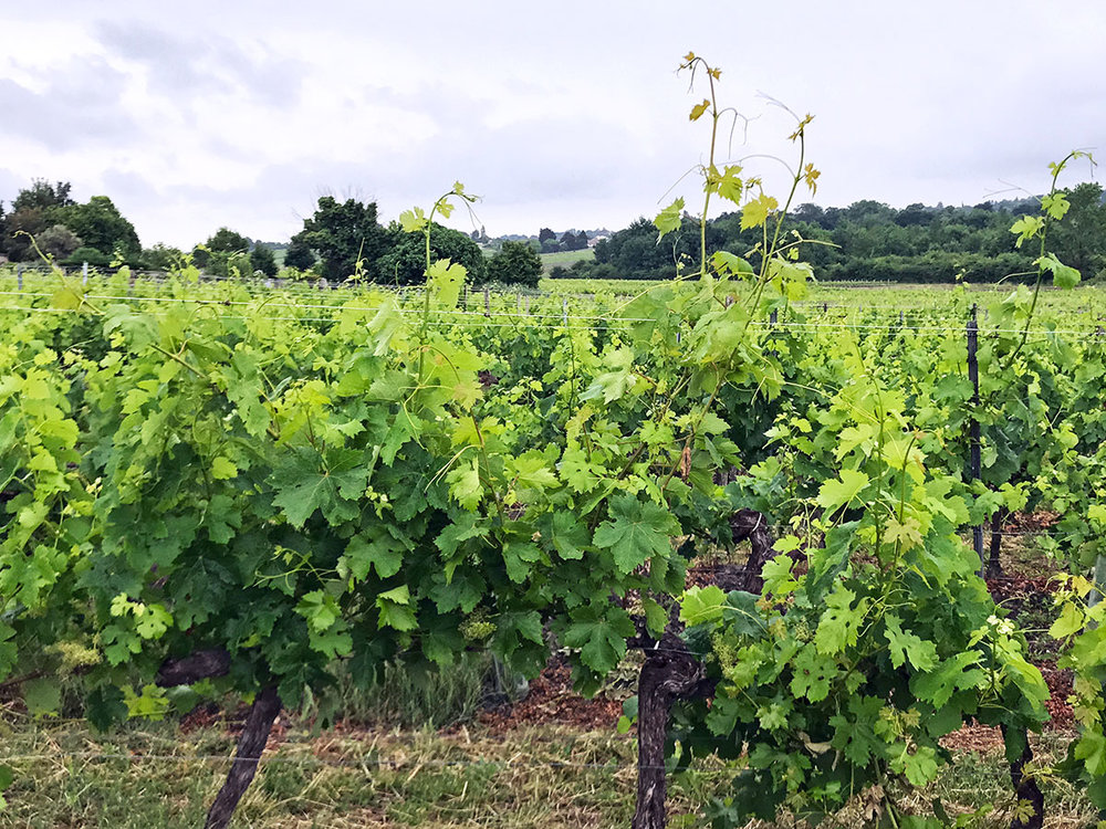 Bordeaux-vineyards.jpg