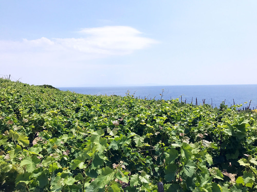 Vineyard overlooking the Adriatic Sea