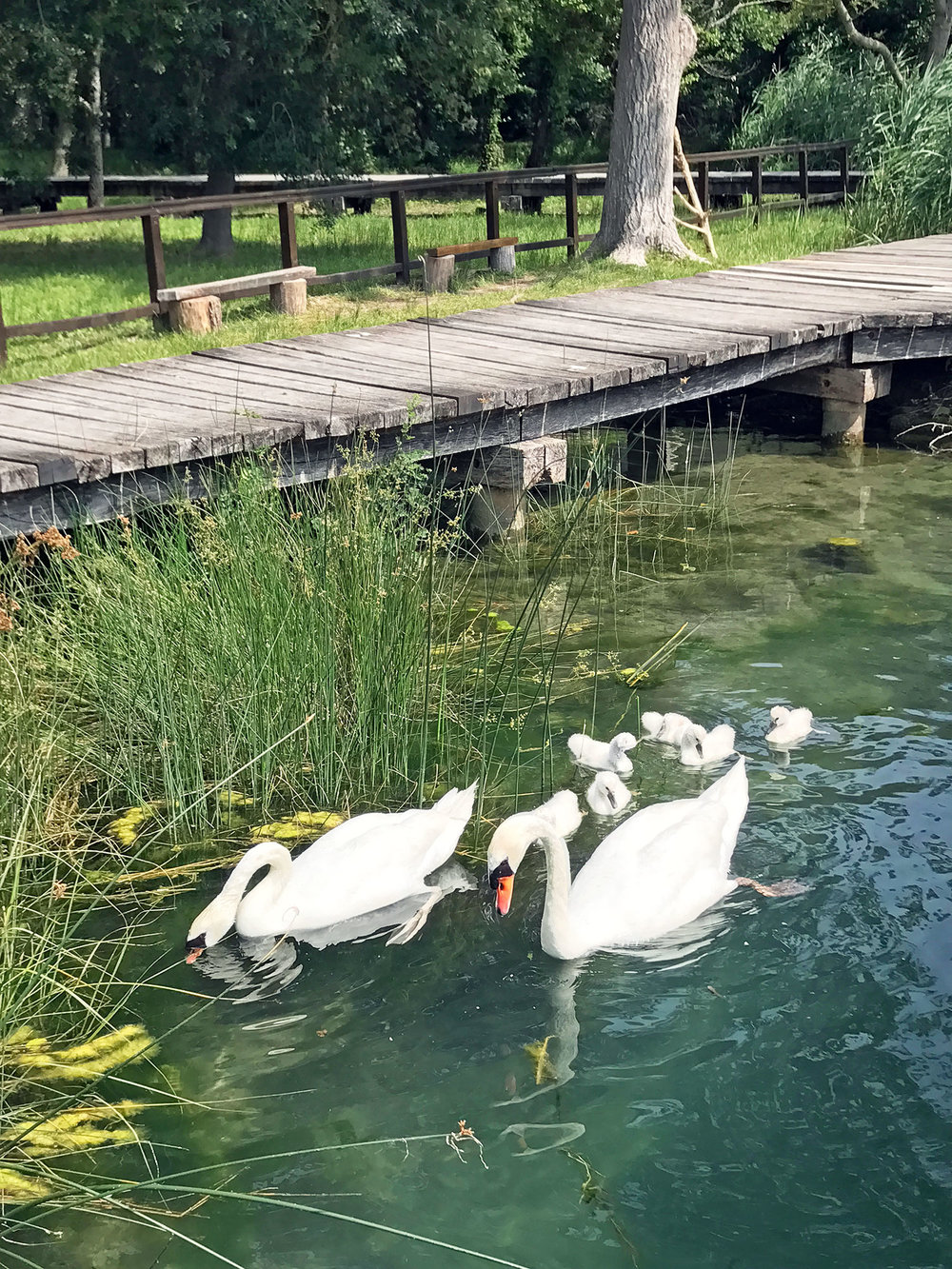 swans at Krka National Park Croatia