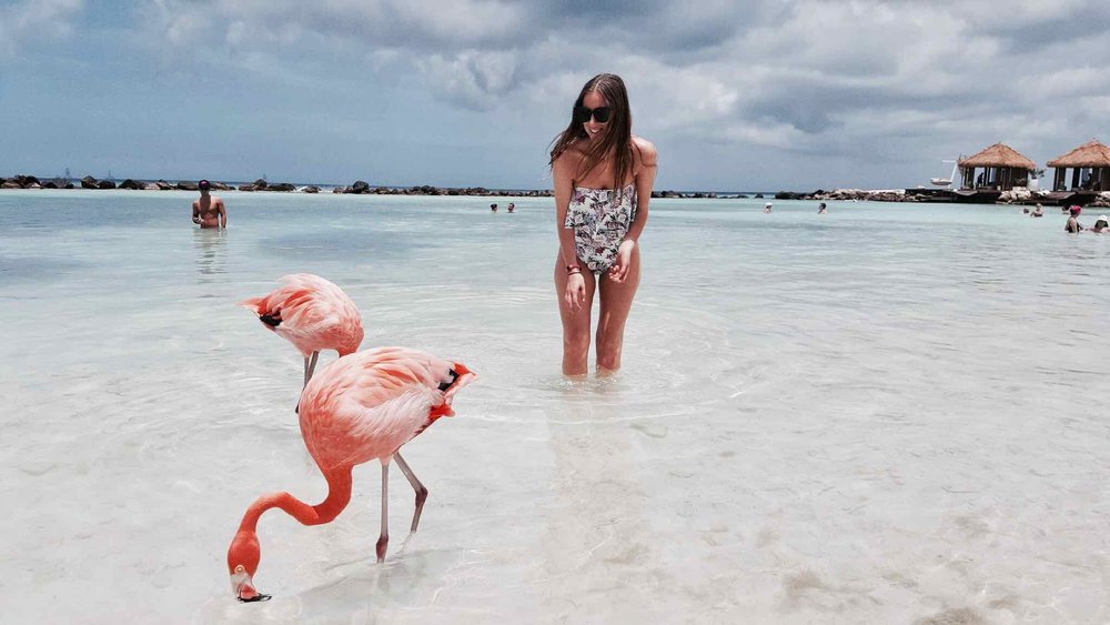Swimming with Flamingos