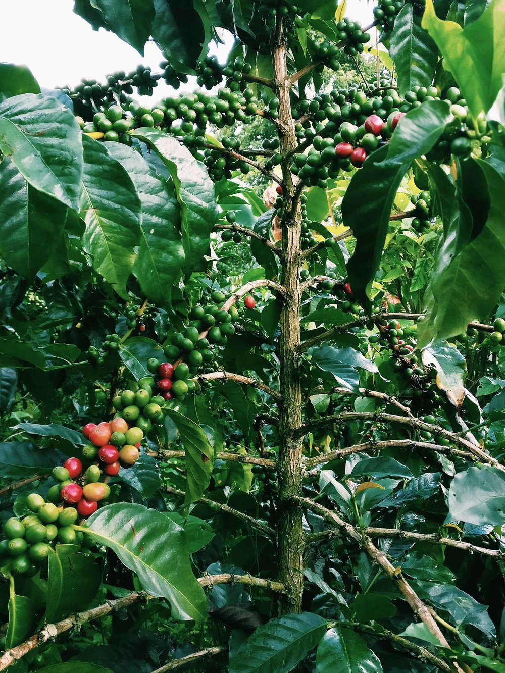 Colombia coffee plant