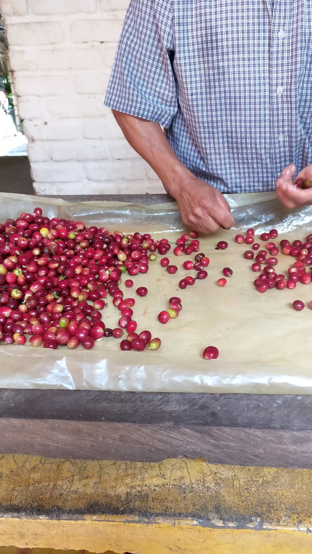 Processing coffee beans by hand