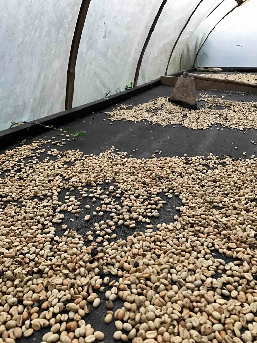Drying coffee in the coffee region of Colombia