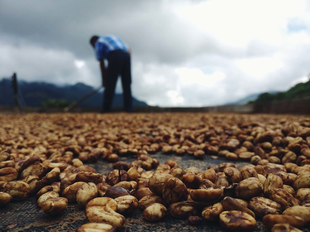 Drying coffee in the coffee region of Colombia