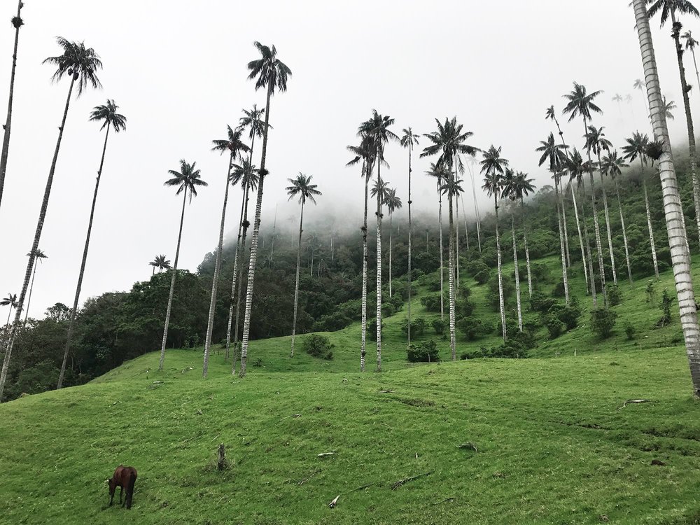 Hiking Cocora Valley, Colombia