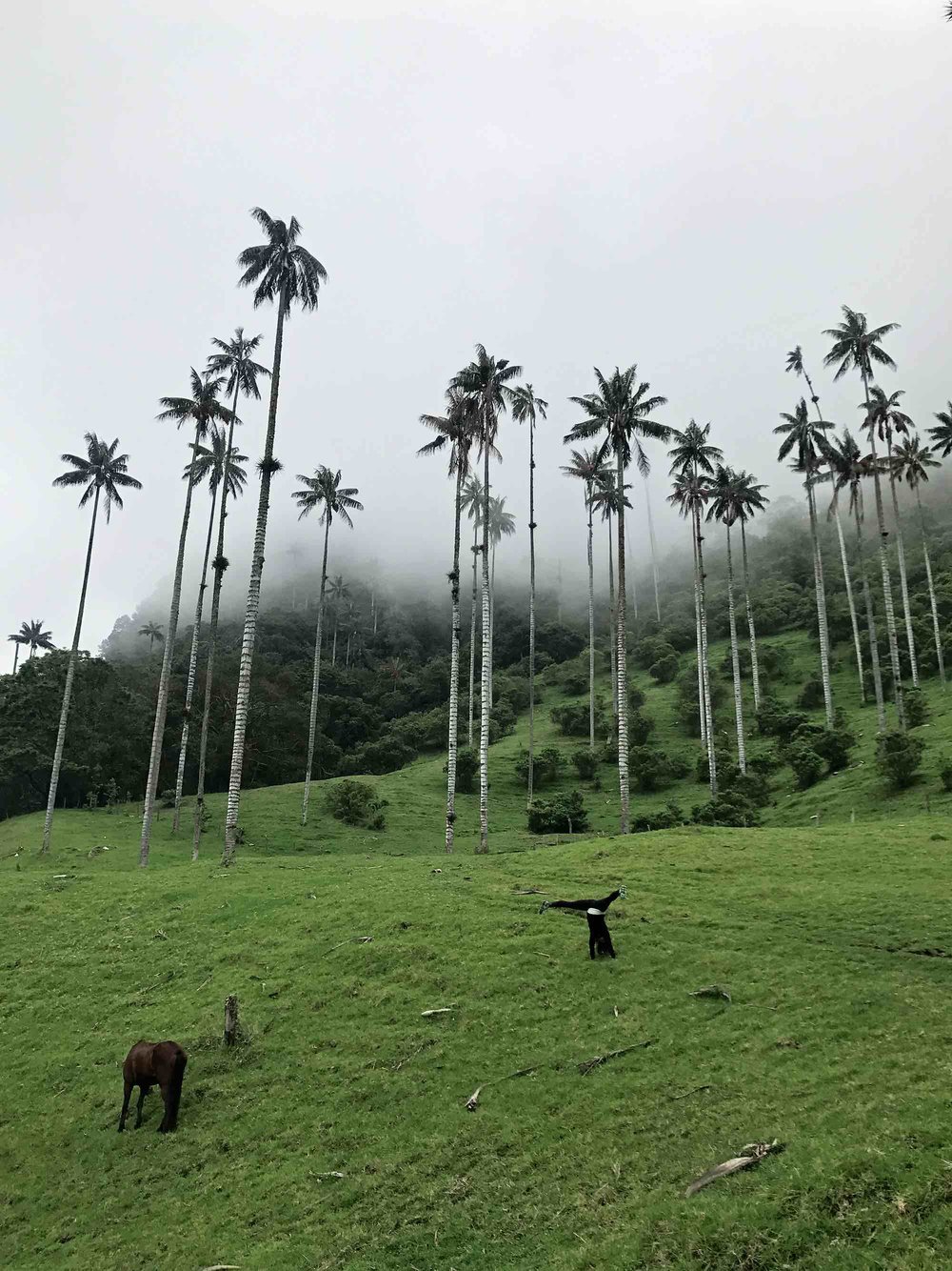 World's Tallest Palm Trees | Hiking Cocora Valley, Colombia