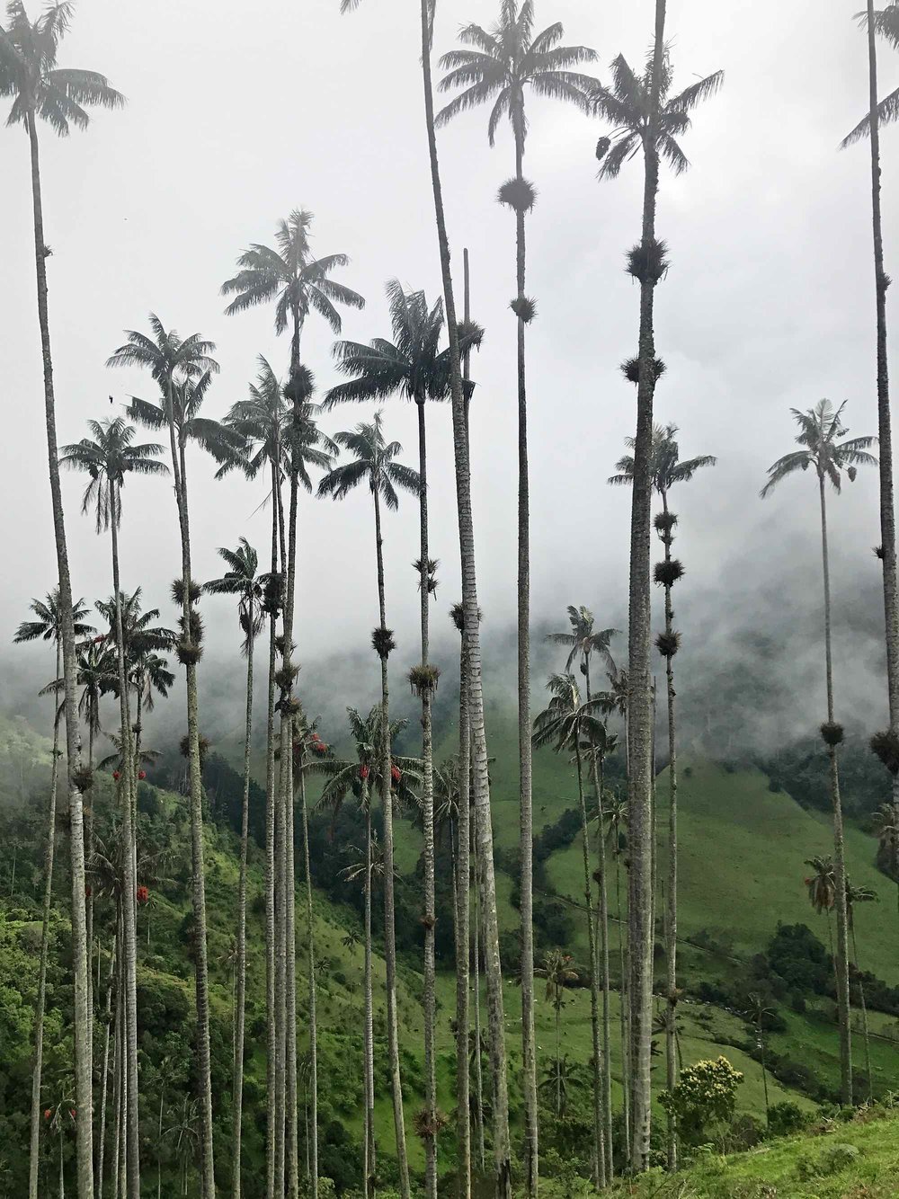 Wax palm trees | Cocora Valley, Colombia