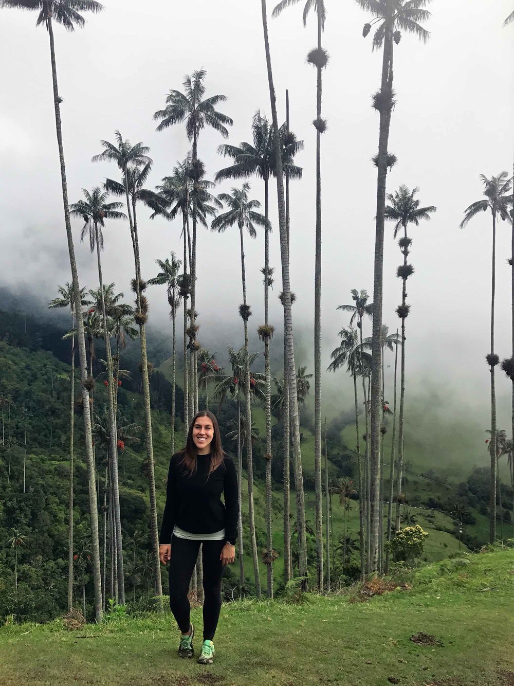 Wax Palm Trees | Cocora Valley, Colombia