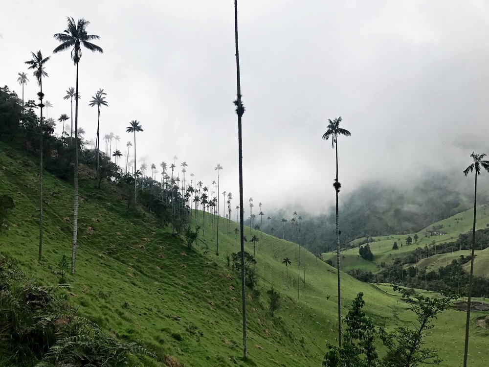 Wax Palms, the World's Tallest Palm Trees | Cocora Valley, Colombia