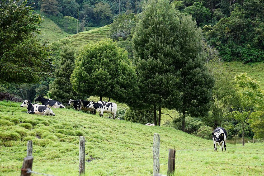 cows while hiking Cocora Valley, Salento, Colombia