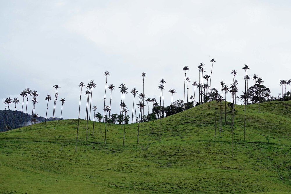 World's tallest palm trees | Hiking Cocora Valley, Salento, Colombia