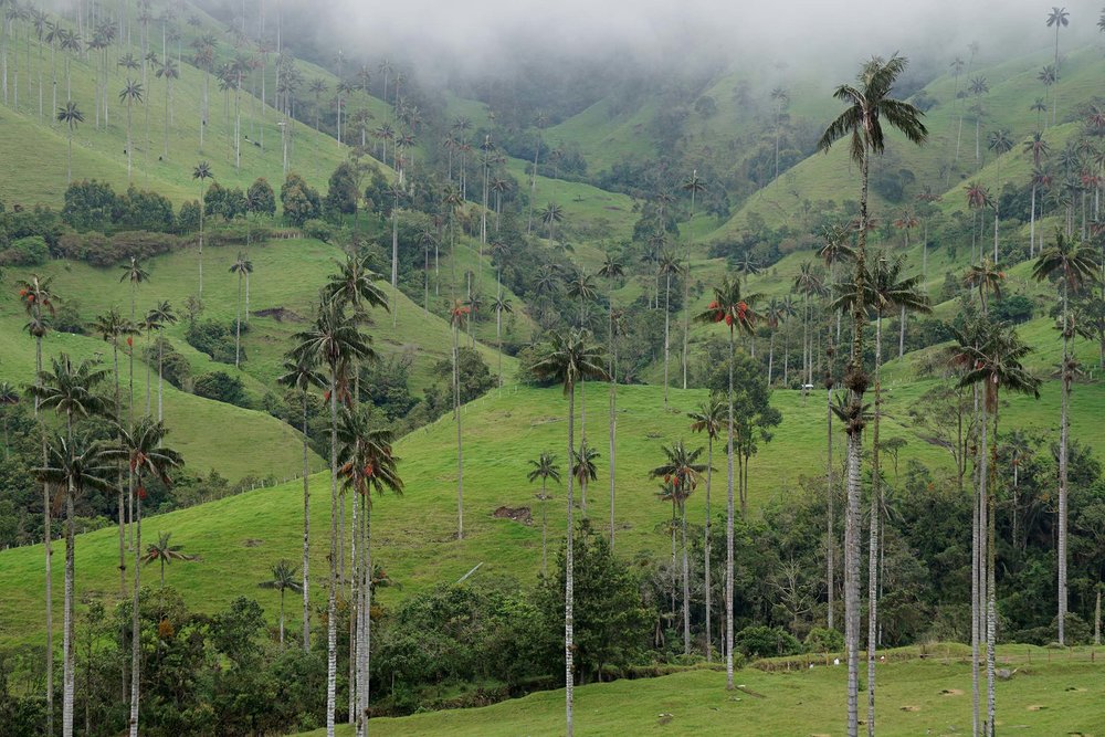 Don't Make This Mistake Hiking Cocora Valley, Colombia ...