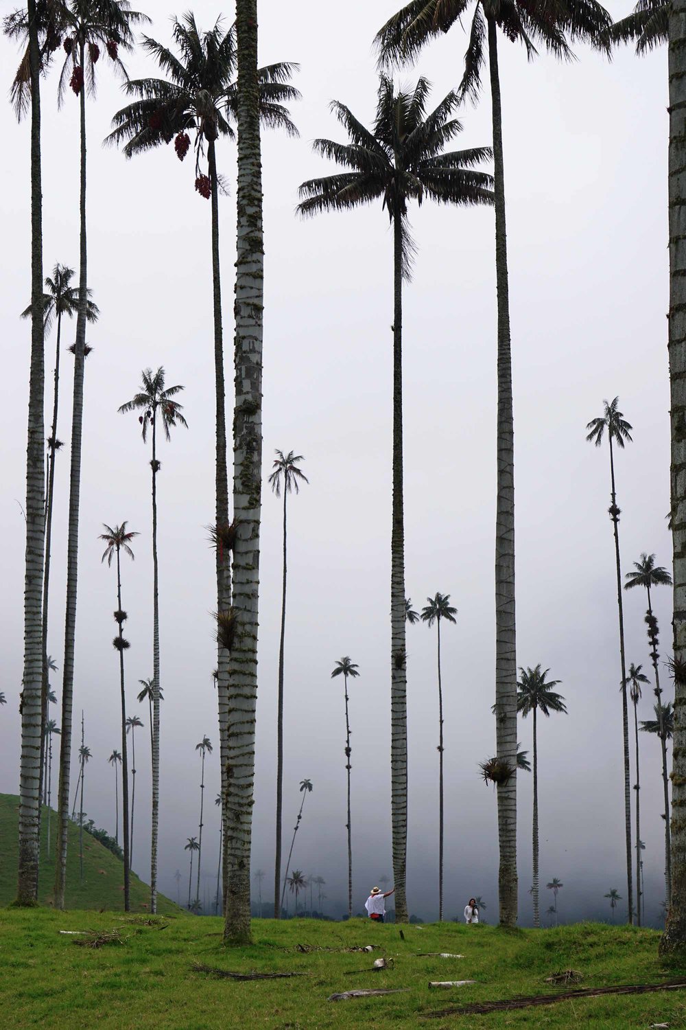 Wax Palms | World's tallest palm tree in Valle de Cocora, Salento, Colombia