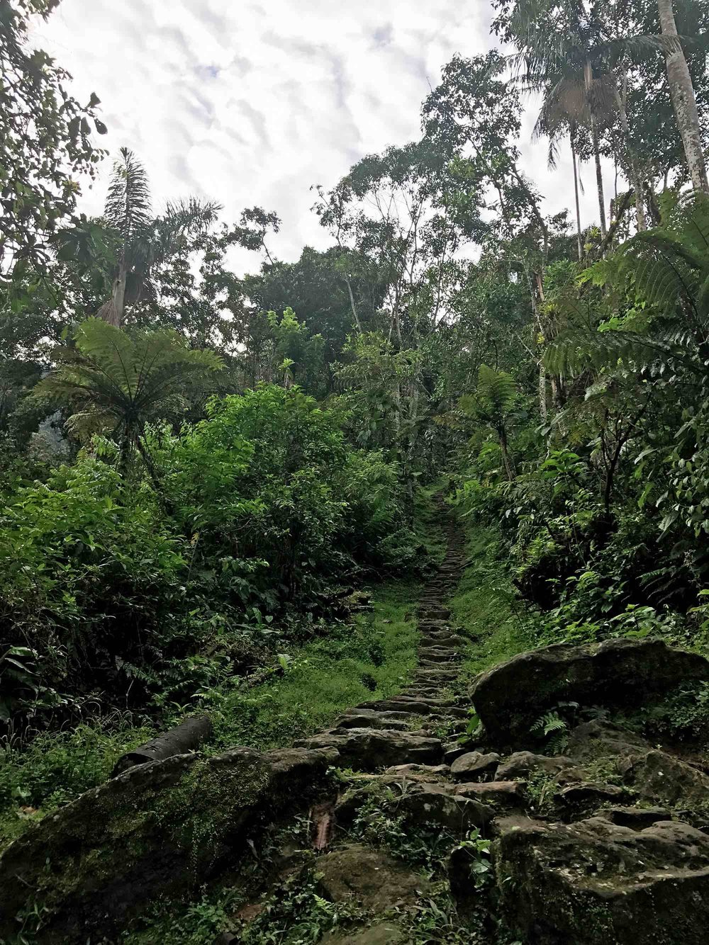 stairs to the Lost City, Colombia