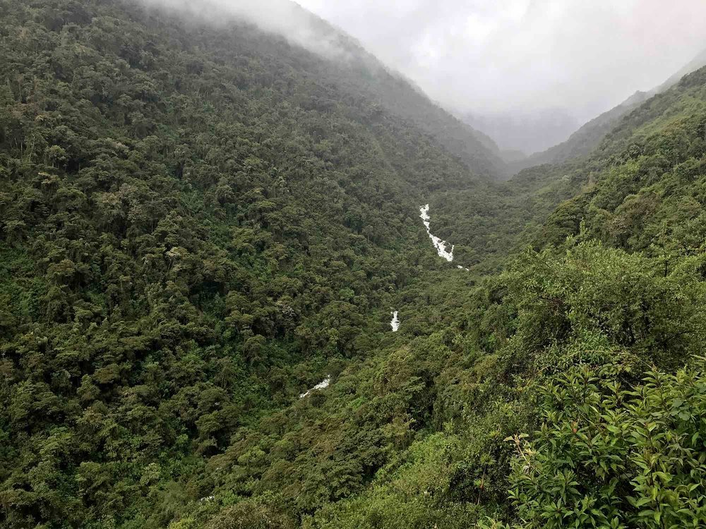 Amazon Rainforest on Day 3 | Salkantay Trek to Machu Picchu Peru