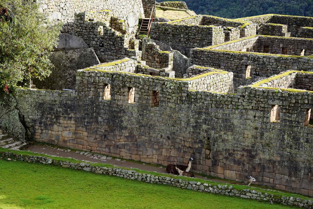 Machu-Picchu-Peru-llamas.jpg