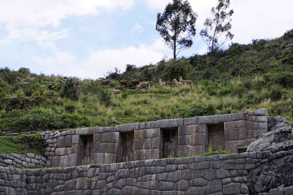 llamas at the Tambomachay Inca ruins near Cusco  | Lesser Known Inca Sites in the Sacred Valley of Peru