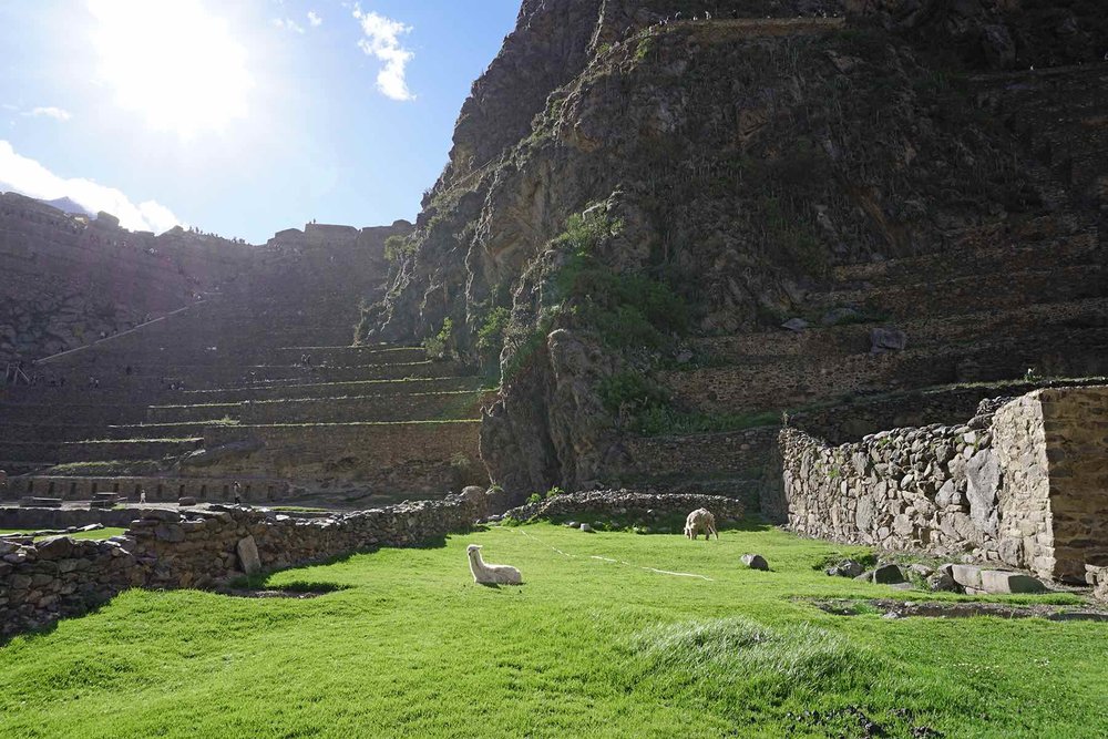 llama at the Ollantaytambo Inca ruins in the Sacred Valley of Peru