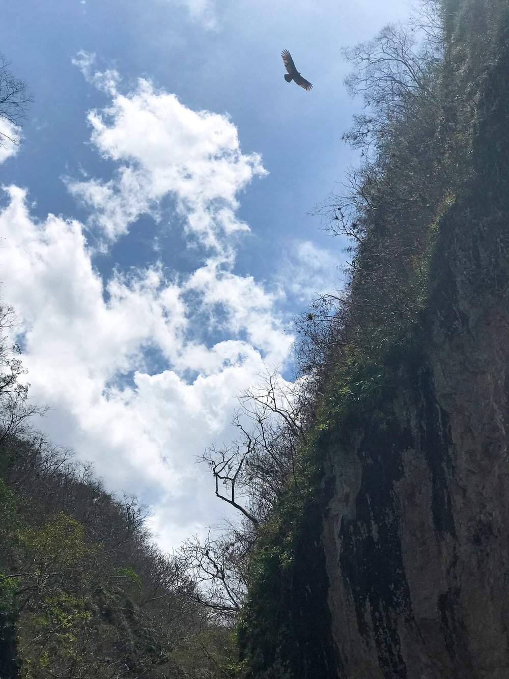 bird flying overhead in Somoto Canyon Nicaragua