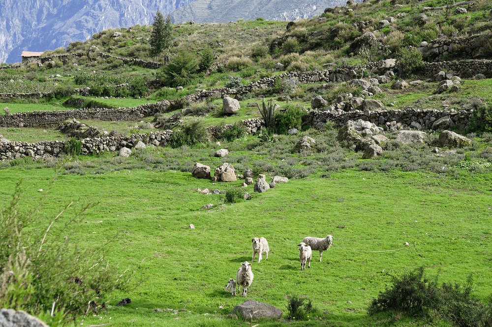 Colca Canyon Peru hike sheep