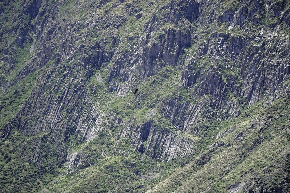 Colca Canyon Peru hike condor