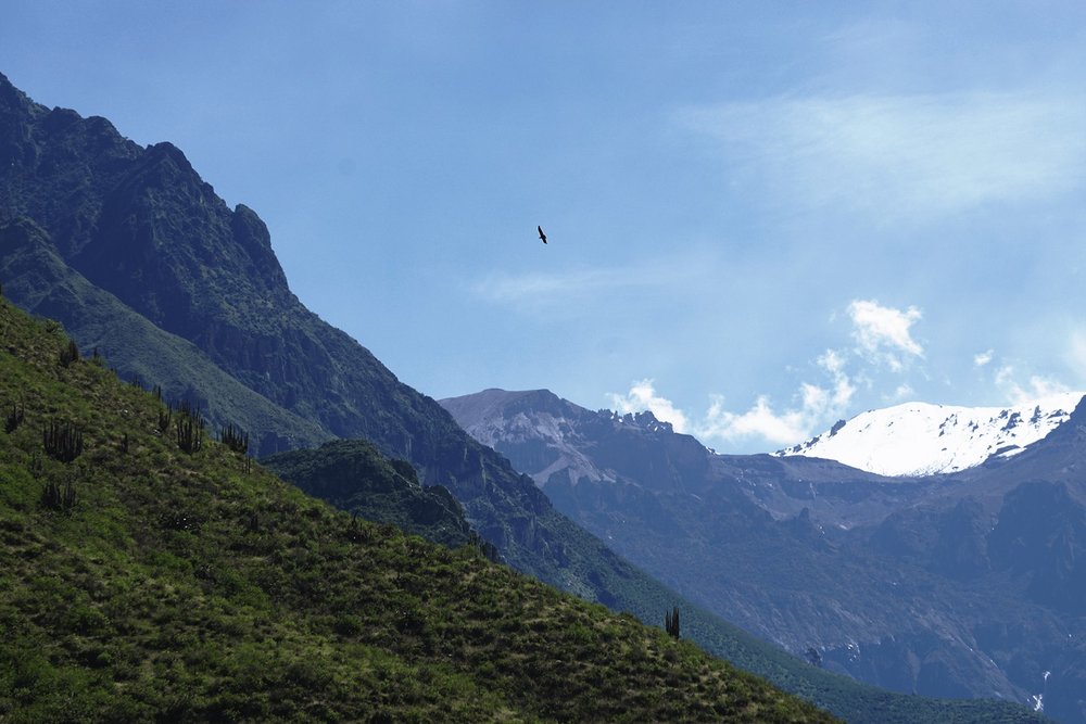 Andean condor flying over Colca Canyon
