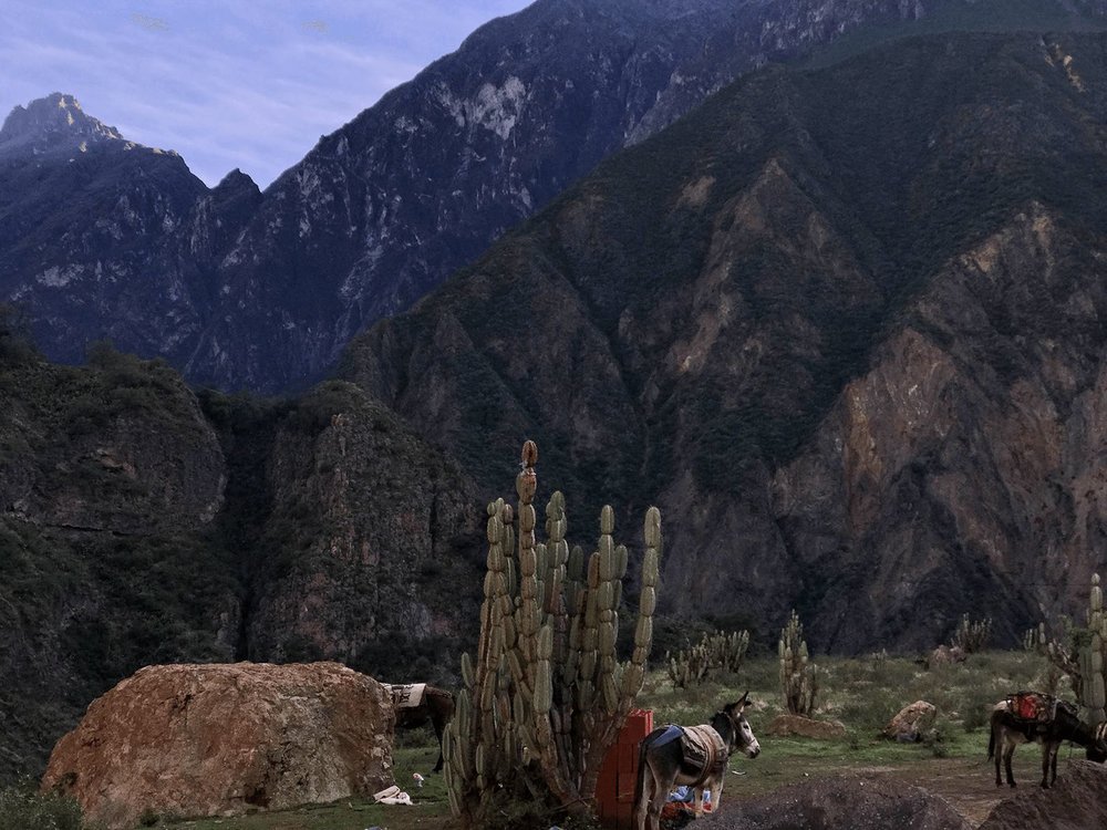 Colca Canyon early morning donkeys