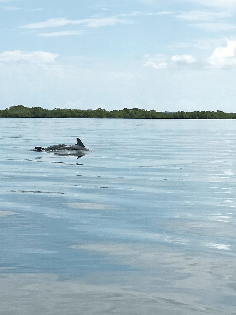 dolphins in Bocas del Toro, Panama