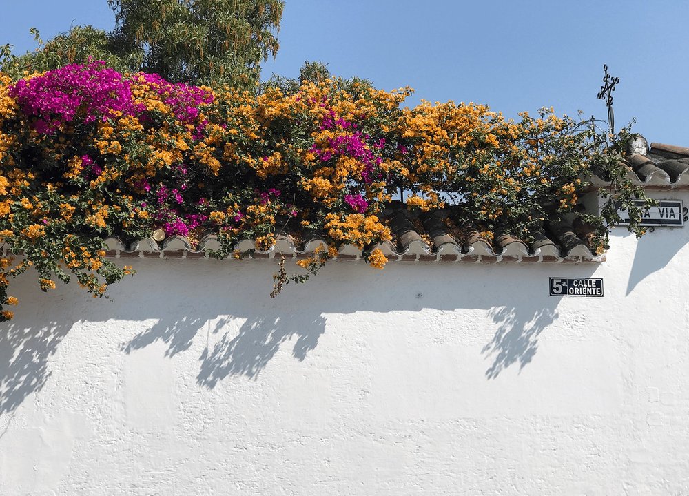 antigua guatemala wall and flowers
