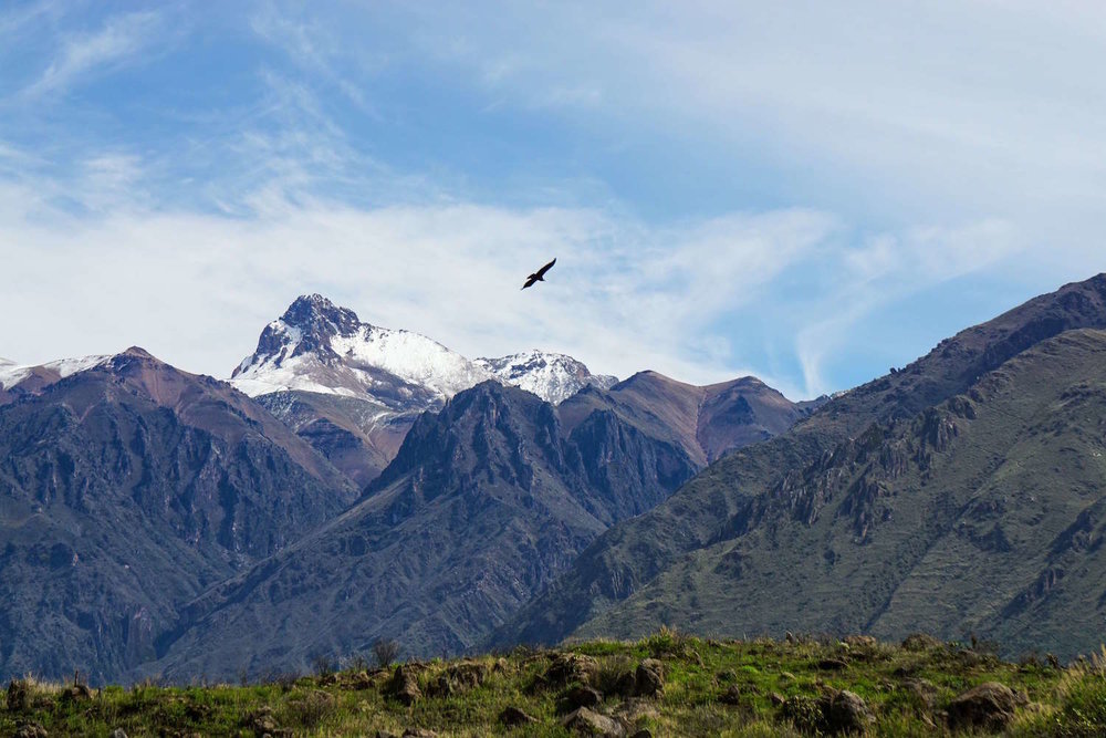 condor flying in Colca Canyon Peru