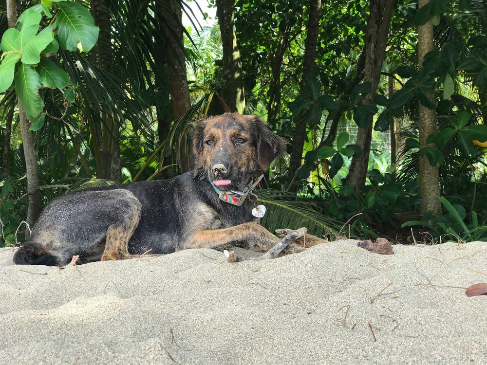 dog on the beach in Puerto Viejo Costa Rica