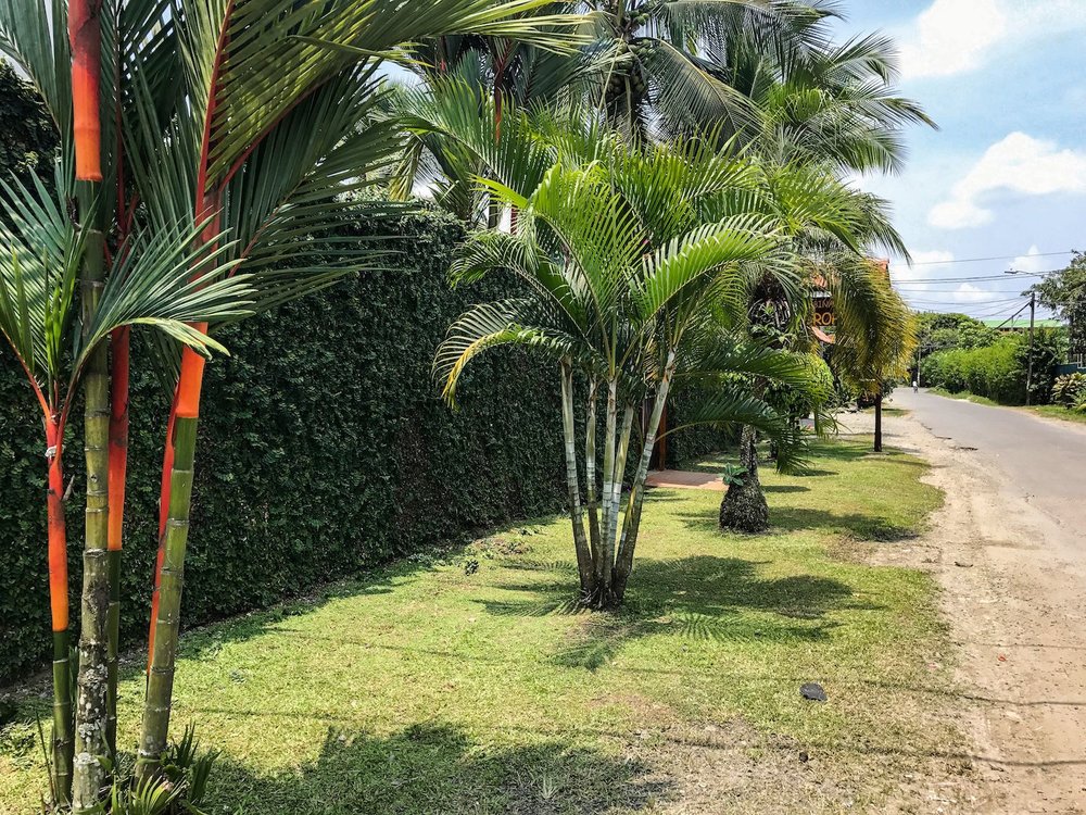 Puerto Viejo Costa Rica palm trees