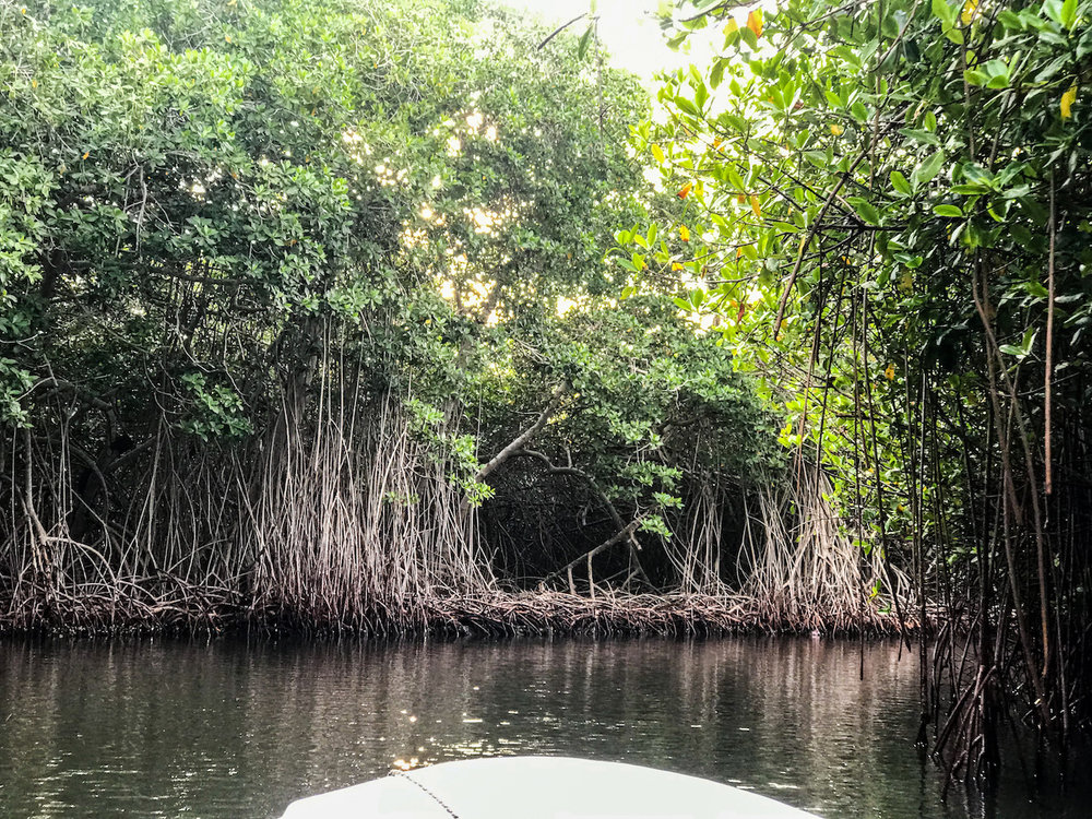mangroves colombia bioluminescence kayaking